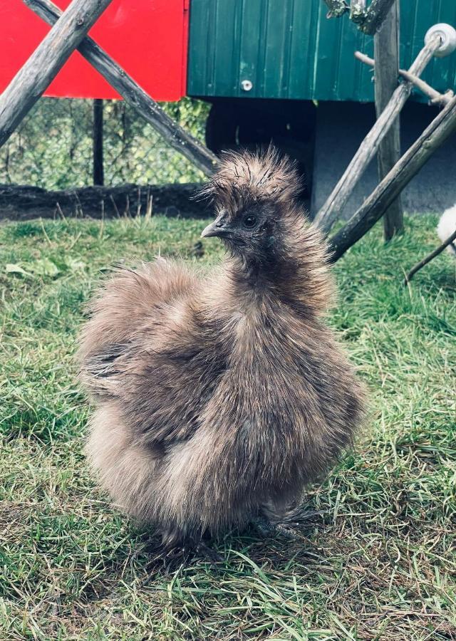 Ferienwohnung Seidenhuhn Кіферсфельден Екстер'єр фото