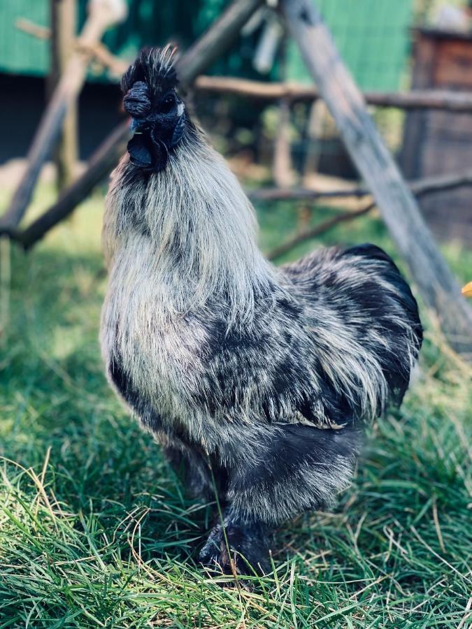 Ferienwohnung Seidenhuhn Кіферсфельден Екстер'єр фото