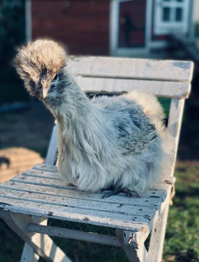 Ferienwohnung Seidenhuhn Кіферсфельден Екстер'єр фото